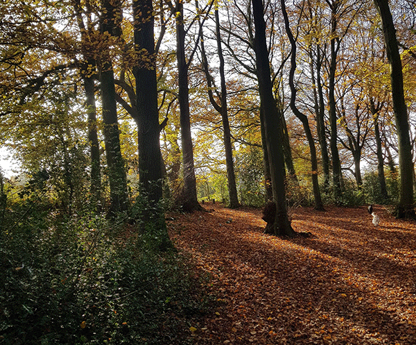 Photograph of autumn leaves in a Cotswold beech wood near Dursley