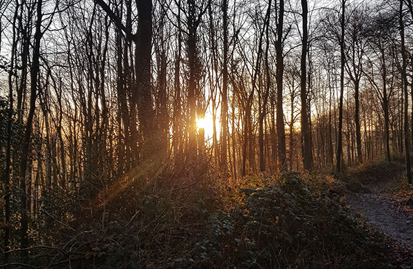 Photograph of low sunlight breaking through trees in a Dursley wood